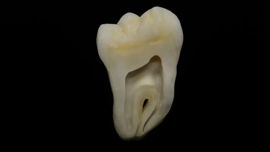 Human tooth model for endodontist dental marketing email list