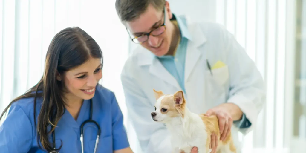Veterinarian Email List for targeted outreach and healthcare marketing